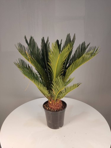 Cycas Revoluta