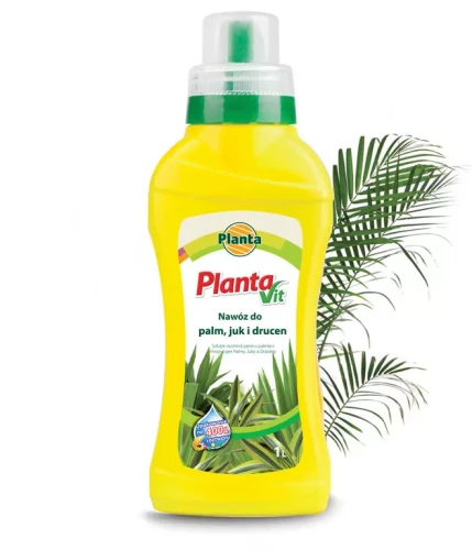 planta palmy juki.webp