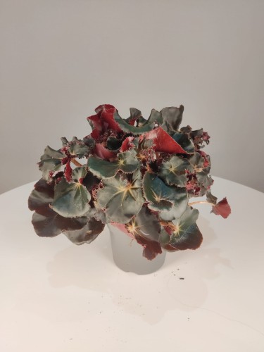Begonia Black Jungle