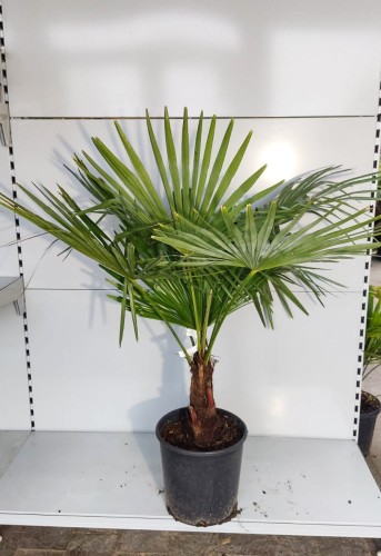 Szorstkowiec Fortunego - Trachycarpus Fortunei ~ wysokość 90-100 cm (mrozoodporna palma)