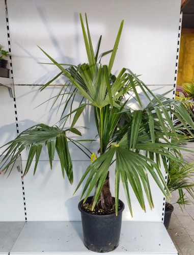 Szorstkowiec Fortunego - Trachycarpus Fortunei ~ wysokość 120-130 cm (mrozoodporna palma)