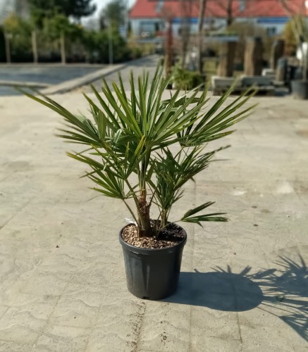 Szorstkowiec Fortunego - Trachycarpus Fortunei ~ wysokość 80 cm (mrozoodporna palma)