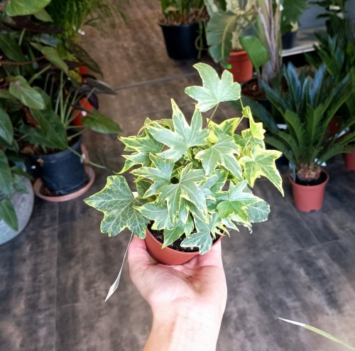 Bluszcz z wariegacją - Hedera helix 'Yellow Ripple' ~ wysokość 17-20 cm
