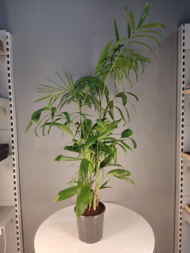 Chamaedora Seifrizii