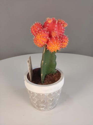 Gymnocalycium Mihanovichii Red