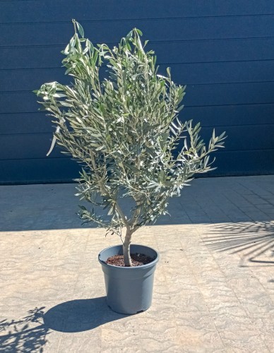 Oliwka europejska - Olea europaea ~ wysokość 130 cm
