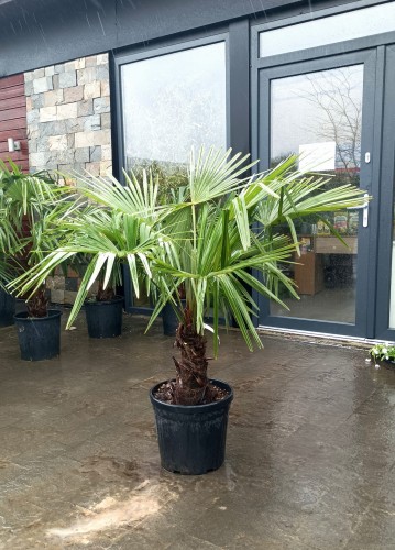 Szorstkowiec Fortunego - Trachycarpus Fortunei ~ wysokość 130 cm (mrozoodporna palma)