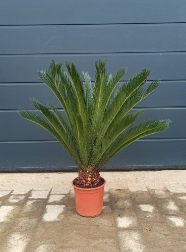 Sagowiec odwinięty - Cykas ~ wysokość 100 cm