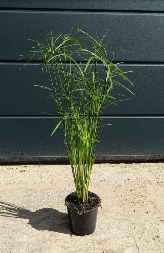 Papirus 'Gracilis' - Cyperus ~ wysokość 70 cm