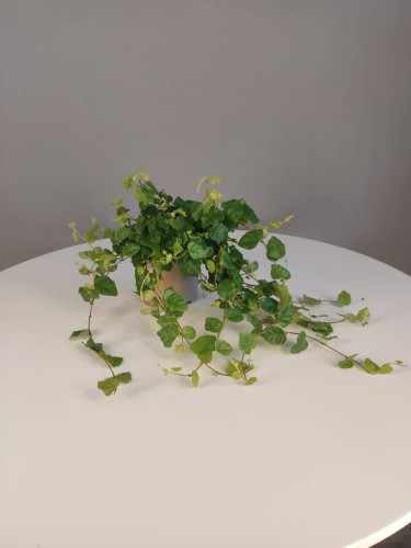 Ficus pumila 'Green' 