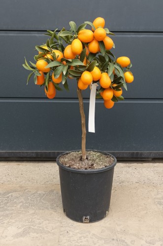 Kumkwat - Fortunella Margarita - drzewko cytrusowe ~ wysokość 60 cm