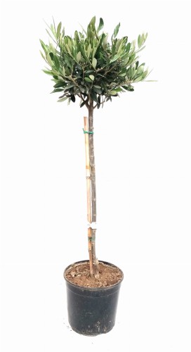 Oliwka europejska na pniu gęsta kulka (Olea europaea) ~ wysokość 87 cm
