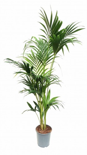 Palma Kencja (Howea forsteriana) ~ 175 cm