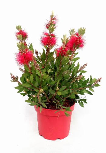 Kuflik cytrynowy czerwone niecodzienne kwiaty (Callistemon citrinus) ~ 45-50cm
