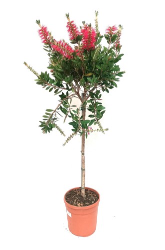 Kuflik cytrynowy na paliku, czerwone niecodzienne kwiaty (Callistemon citrinus) ~ 112 cm 