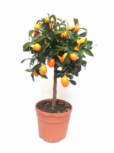 Kumkwat dużo owoców - Fortunella Margarita - drzewko cytrusowe ~ wysokość 53 cm