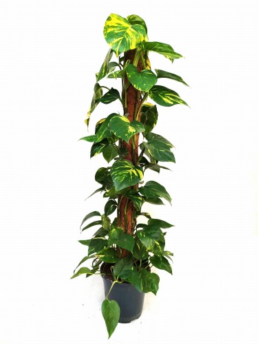 Epipremnum Pinnatum na paliku efektowne ulistnienie ~ wys. 135 cm