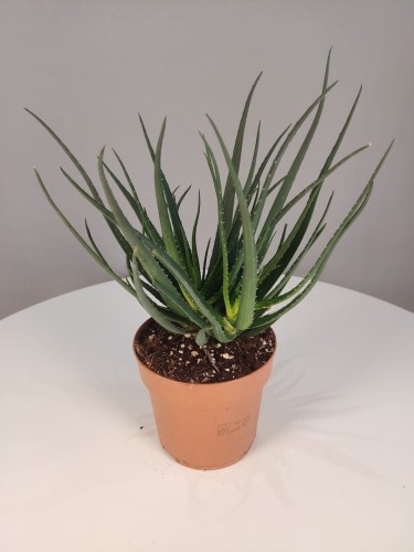 Aloes 'Safari Sunrise'