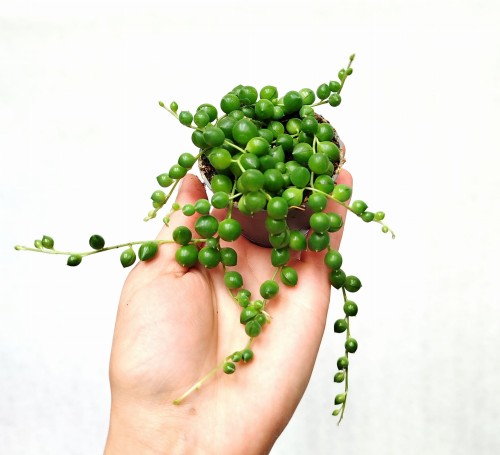 Starzec Rowleya mini (Senecio rowleyanus) ~ wysokość 5 cm