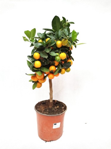 Kalamondynka (Pomarańcza Panamska) dużo owoców ~ 60 cm