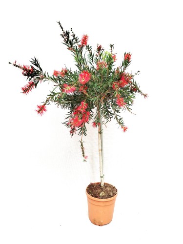 Kuflik cytrynowy na paliku, czerwone niecodzienne kwiaty (Callistemon citrinus) ~ 120cm