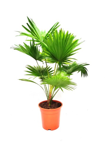 Palma Livistona rotundifolia - Liwistona okrągłolistna ~ wysokość 80 cm