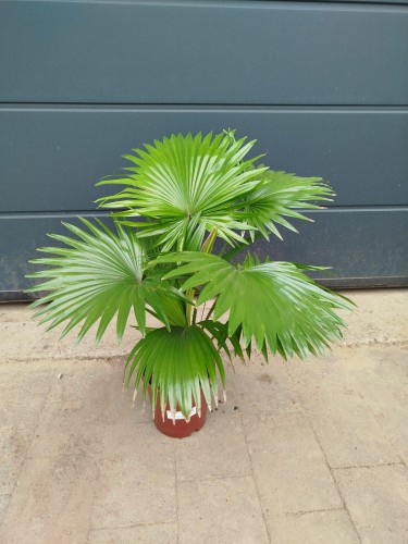 Palma Livistona rotundifolia - Liwistona okrągłolistna ~ wysokość 55-60 cm