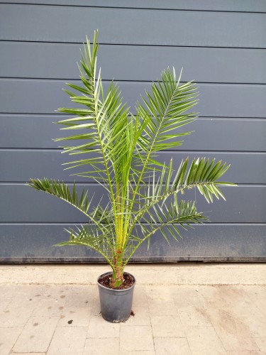 Palma Daktylowiec kanaryjski - Phoenix Canariensis ~ wysokość 130cm