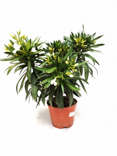 Oleander pospolity białe kwiaty (Nerium oleander) ~ wysokość 50 cm