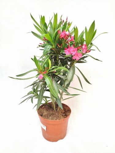 Oleander pospolity różowe kwiaty (Nerium oleander) ~ wysokość 60 cm