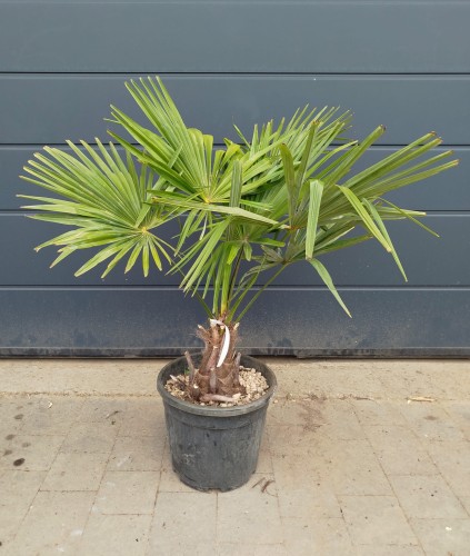 Szorstkowiec Fortunego - Trachycarpus Fortunei ~ wysokość 100 cm (mrozoodporna palma)