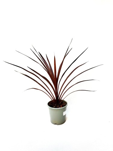 Kordylina Australijska bordowa 'Red Star' - wyrazisty kolor  ~ wysokość  45-50 cm