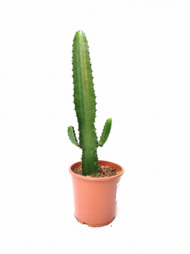 Euphorbia (Wilczomlecz) ~ wysokość 56-70 cm
