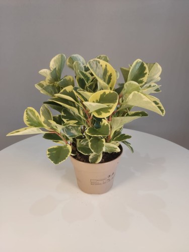 Peperomia obtusifolia