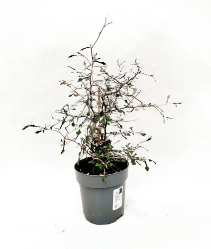 Corokia cotoneaster ~ wysokość 30-35 cm