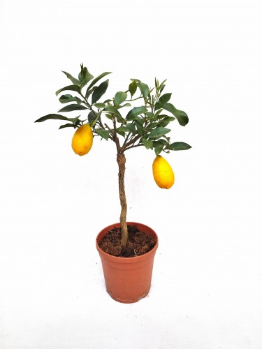 Limkwat (Limequat) - Citrus floridana  ~ wysokość 50 cm