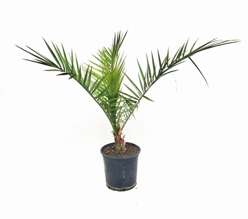 Palma Daktylowiec kanaryjski - Phoenix Canariensis ~ wysokość  65-70cm