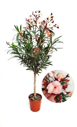 Oleander pospolity różowe kwiaty (Nerium oleander) ~ wysokość 115-120 cm