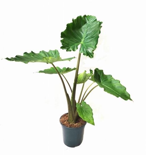 Alokazja portodora (Alocasia Portodora) ~ wys. 80 cm