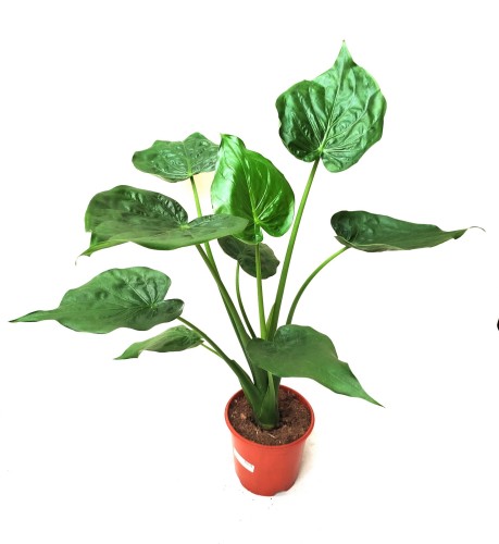Alokazja cucullata XL (Alocasia cucullata) ~ wys. 90 cm
