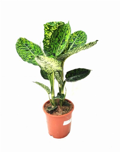 Dieffenbachia 'Reflector' (Difenbachia) ~ wys. 55-60 cm