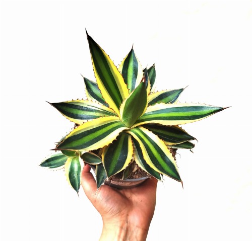 Agawa 'Quadricolor' - Agave lophantha 'Quadricolor' ~ wys. 20 cm