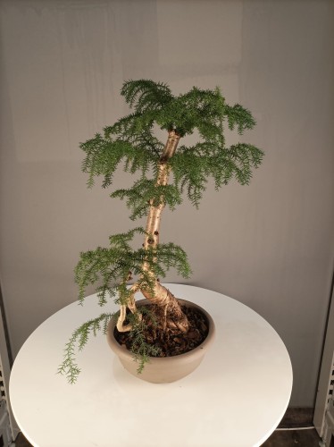 Araucaria Bonsai Cunninghamii 