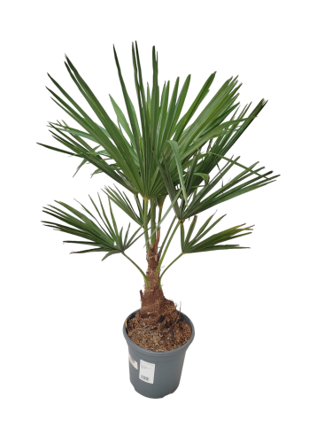 Szorstkowiec Fortunego - Trachycarpus Fortunei ~ wysokość 80-85 cm (mrozoodporna palma)