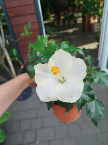 Hibiskus białe kwiaty 'Sun Remo' (Róża chińska - Ketmia) ~ wys. 27-30 cm