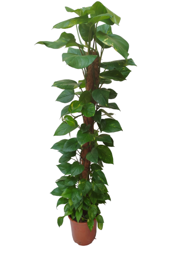 Epipremnum Mosstok na paliku XXL ~ wys. 173 cm