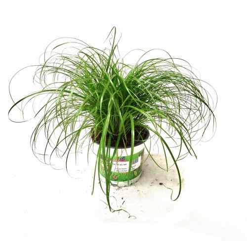 Kocia trawa - Cyperus 'Zumula' ~ wys. 23 cm
