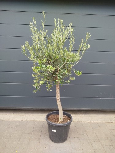 Oliwka europejska - Olea europaea ~ wysokość 180-200cm