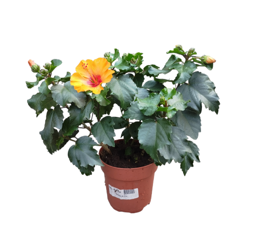 Hibiskus pomarańczowe kwiaty (Róża chińska - Ketmia) ~ wys. 35-40 cm  