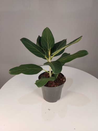 Ficus benghalensis ‘Audrey’ - Figowiec bengalski 